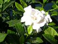 cape jasmine,cape jessamine,common gardenia,افرنگیا